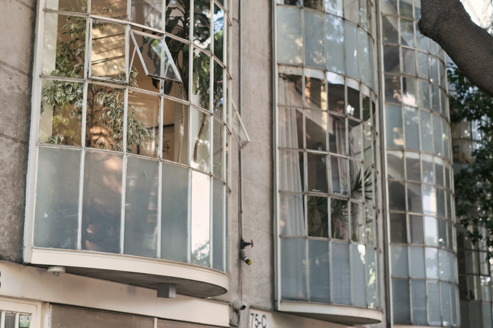 Ventanales curvos de un edificio de departamentos en la Condesa, con plantas detrás del vidrio